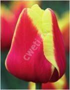 image007----tulpani-vigonka-2017